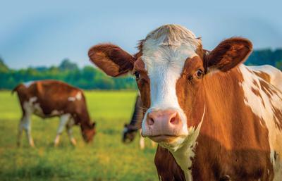 Cow